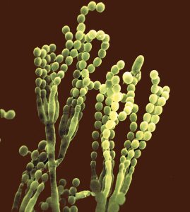 Skimmelsvampen Penicillium Chrysogenum fotograferet i scanning elektronmikroskop. Svampen kan frigøre sine sporer ( de kugleformede dele) både enkeltvis og i kæder. Der, hvor sporerne lander dannes ny vækst, hvis der er gunstige vækstforhold. Foto: Robert Samson 